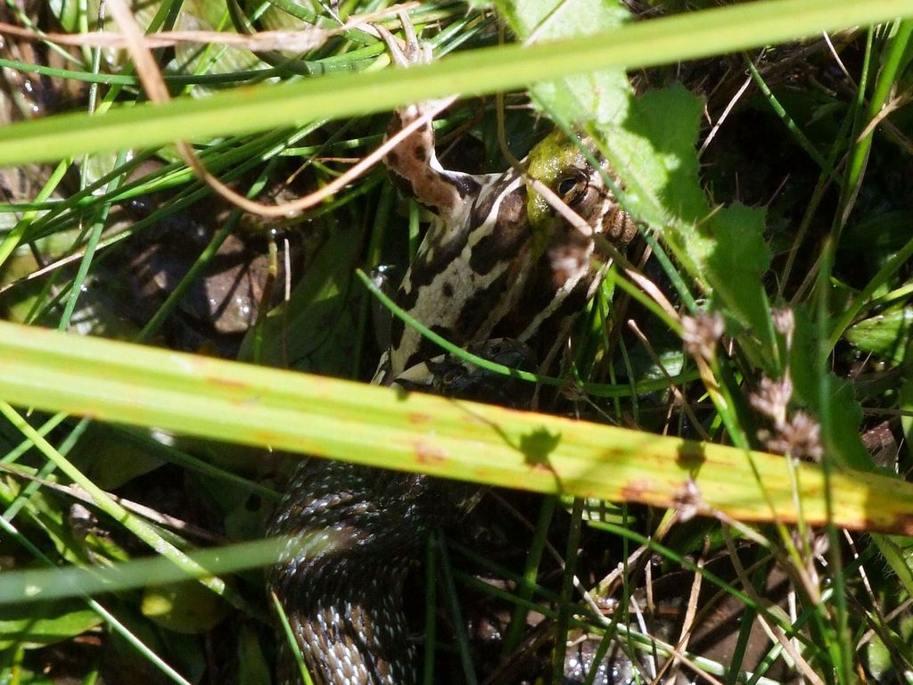 Identificazione rana del Friuli - Natrix vs. Pelophylax sp.